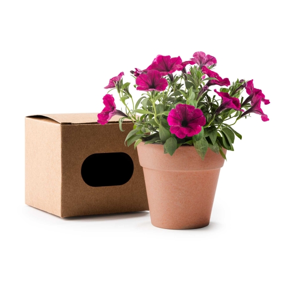 Maceta Biodegradable con Semillas de Petunia Stamina Volen %separator% %shop-name%